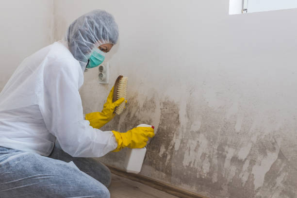 Best Residential Mold Removal  in Denver City, TX