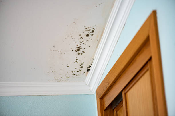 Best Black Mold Removal  in Denver City, TX