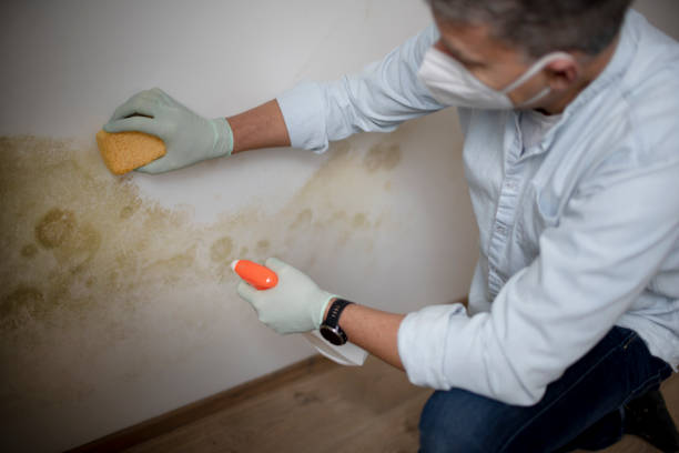Professional Mold Removal in Denver City, TX