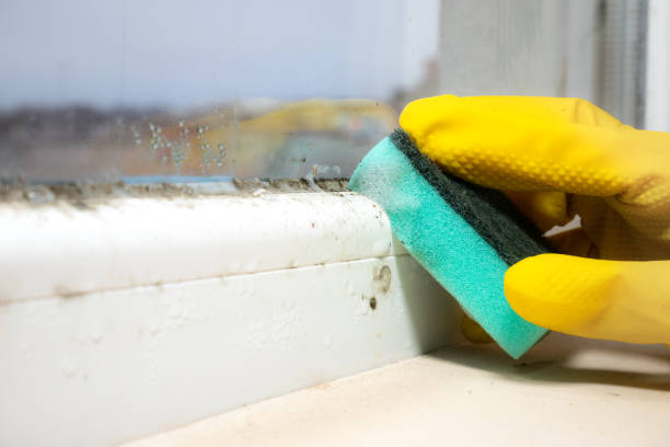 Attic Mold Removal in Denver City, TX