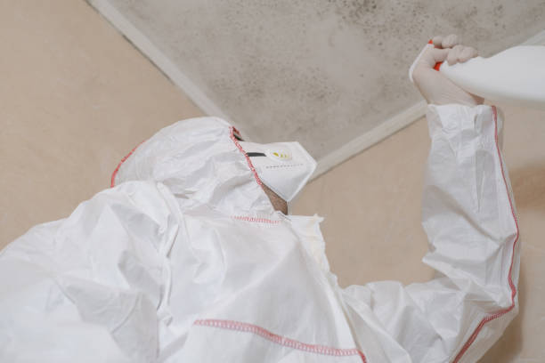 Best Toxic Mold Removal  in Denver City, TX