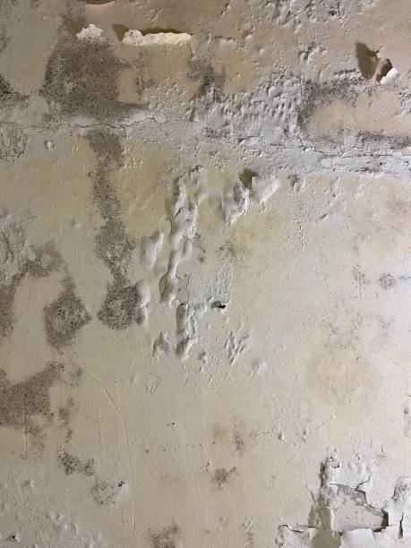 Best Mold Remediation  in Denver City, TX