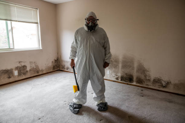 Professional Mold Removal in Denver City, TX