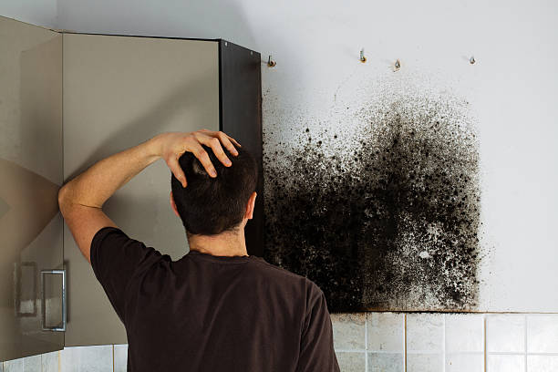 Home Mold Removal in Denver City, TX