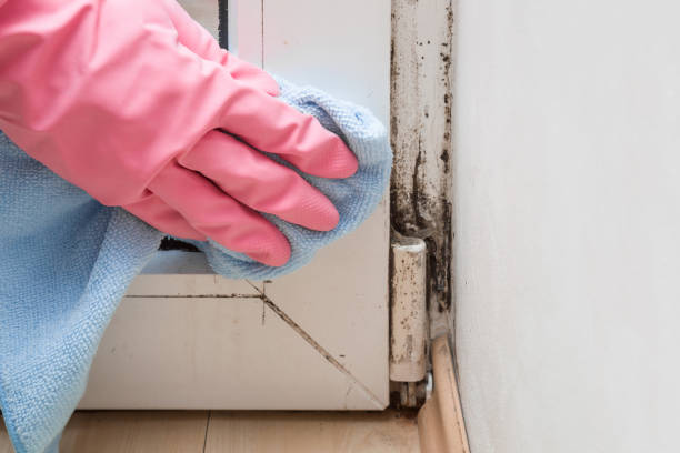 Best Mold Remediation  in Denver City, TX