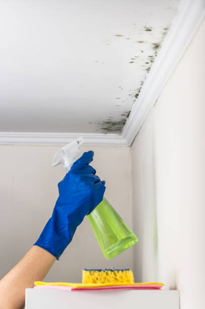 Best Emergency Mold Removal  in Denver City, TX