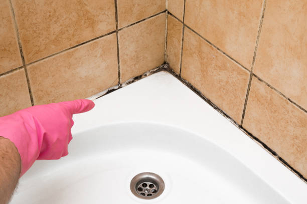 Best Mold Removal Specialists  in Denver City, TX